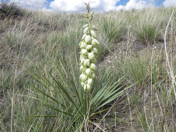 Soapweed Yucca 100 Seeds Yucca glauca