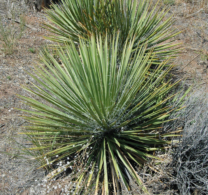 Soapweed Yucca 100 Seeds Yucca glauca