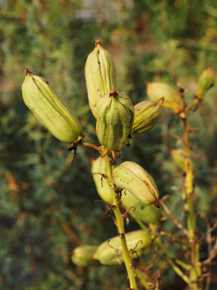 Soapweed Yucca 100 Seeds Yucca glauca