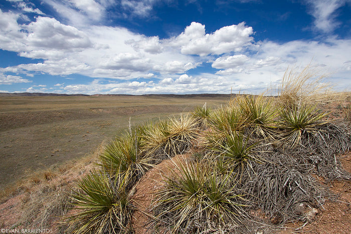 Soapweed Yucca 100 Seeds Yucca glauca