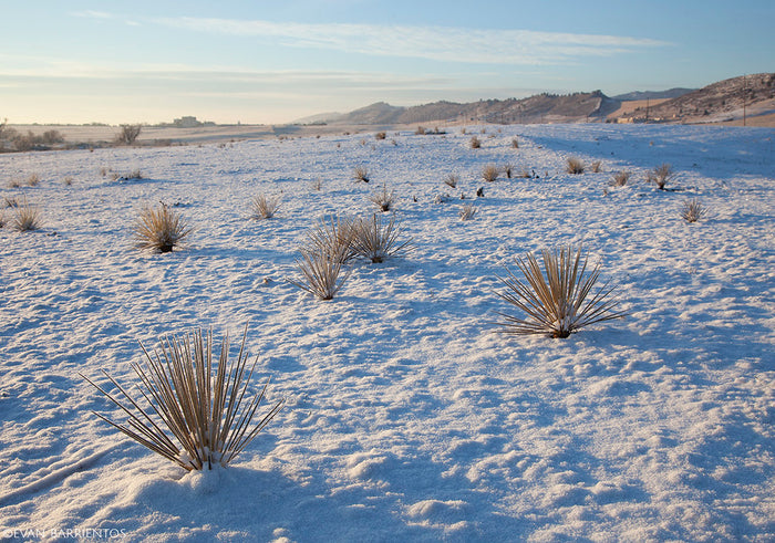 Soapweed Yucca 100 Seeds Yucca glauca