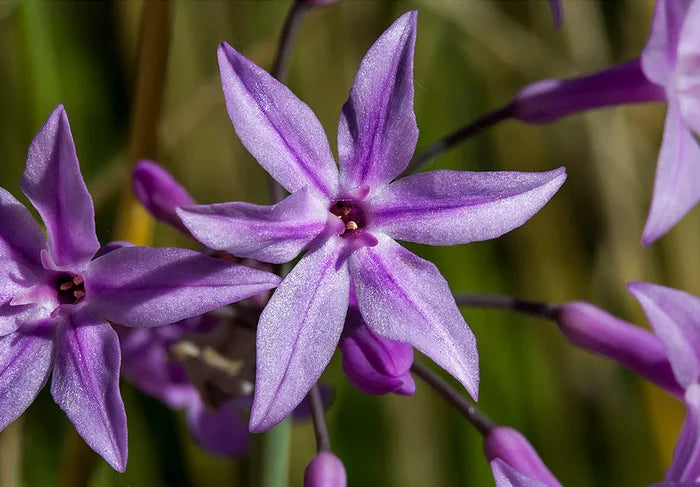 Society Garlic Tulbaghia violacea 100 Seeds
