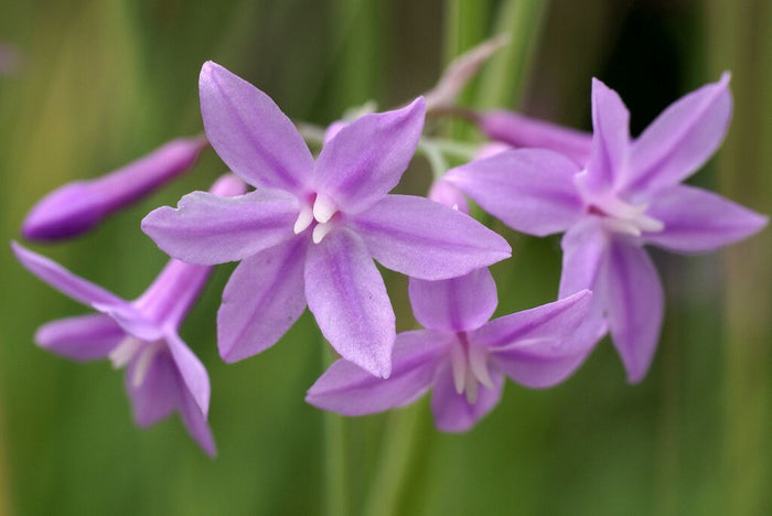 Society Garlic Tulbaghia violacea 100 Seeds