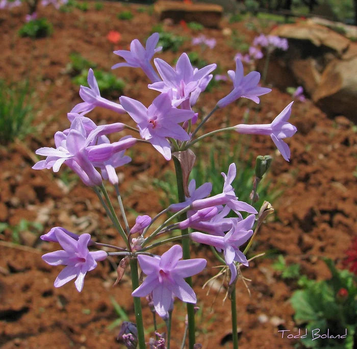 Society Garlic Tulbaghia violacea 100 Seeds