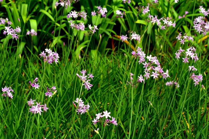 Society Garlic Tulbaghia violacea 100 Seeds