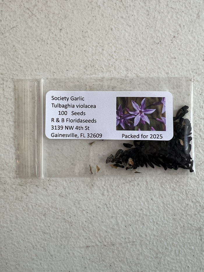 Society Garlic Tulbaghia violacea 100 Seeds
