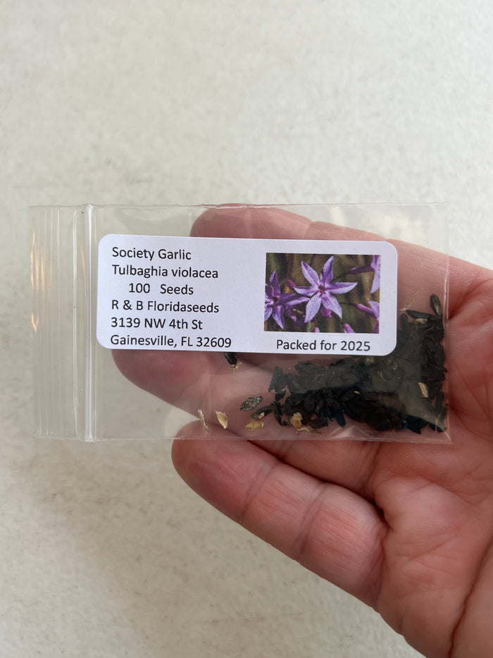 Society Garlic Tulbaghia violacea 100 Seeds