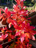 Sour Gum    10 Seeds   Black Tupelo   Nyssa sylvatica