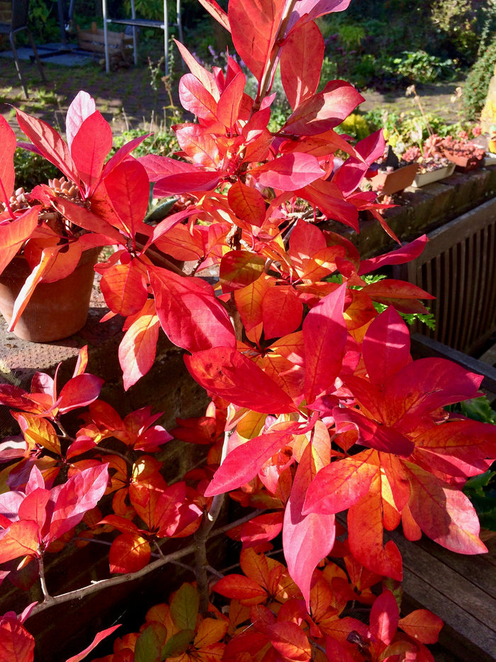 Sour Gum    10 Seeds   Black Tupelo   Nyssa sylvatica