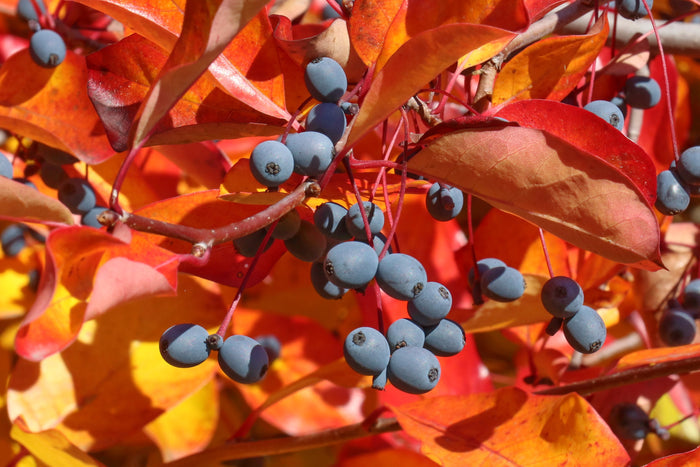 Sour Gum    10 Seeds   Black Tupelo   Nyssa sylvatica