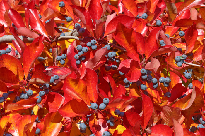 Sour Gum    10 Seeds   Black Tupelo   Nyssa sylvatica