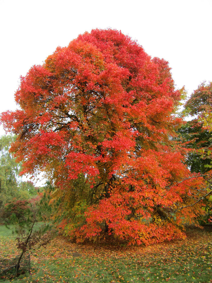 Sour Gum    10 Seeds   Black Tupelo   Nyssa sylvatica