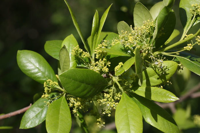 Sour Gum    10 Seeds   Black Tupelo   Nyssa sylvatica