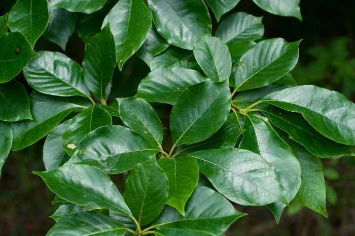 Sour Gum    10 Seeds   Black Tupelo   Nyssa sylvatica