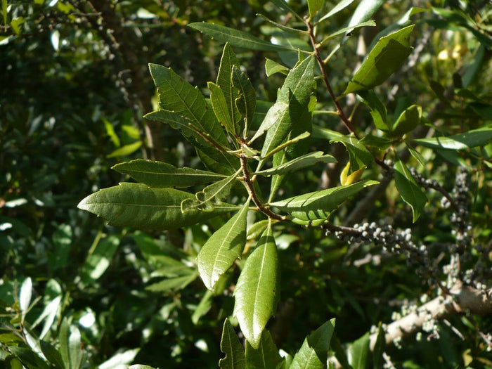 Southern Bayberry 100 Seeds Myrica cerifera