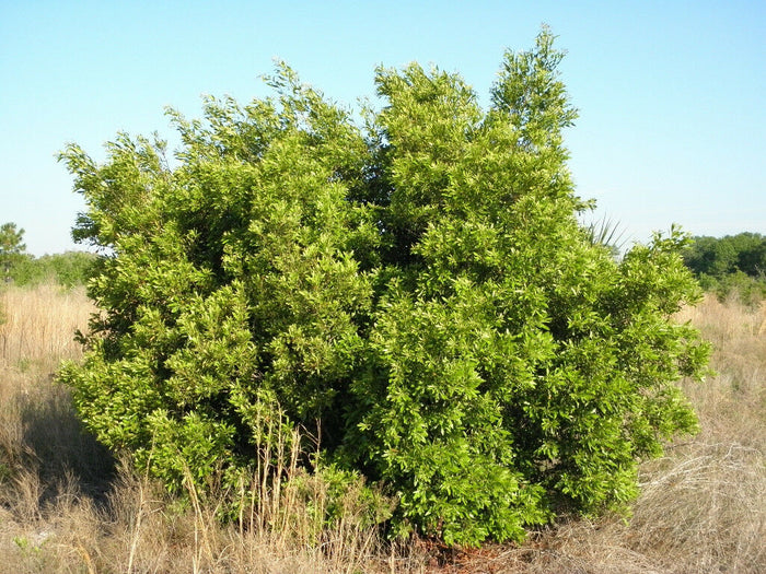 Southern Bayberry 100 Seeds Myrica cerifera