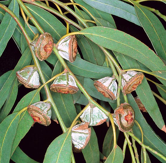 Southern Blue Gum Eucalyptus globulus 20 Seeds