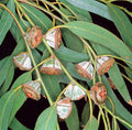 Southern Blue Gum Eucalyptus globulus 20 Seeds