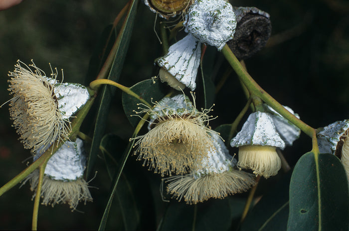 Southern Blue Gum Eucalyptus globulus 20 Seeds