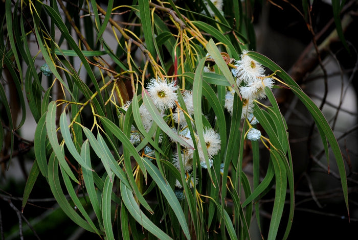 Southern Blue Gum Eucalyptus globulus 20 Seeds
