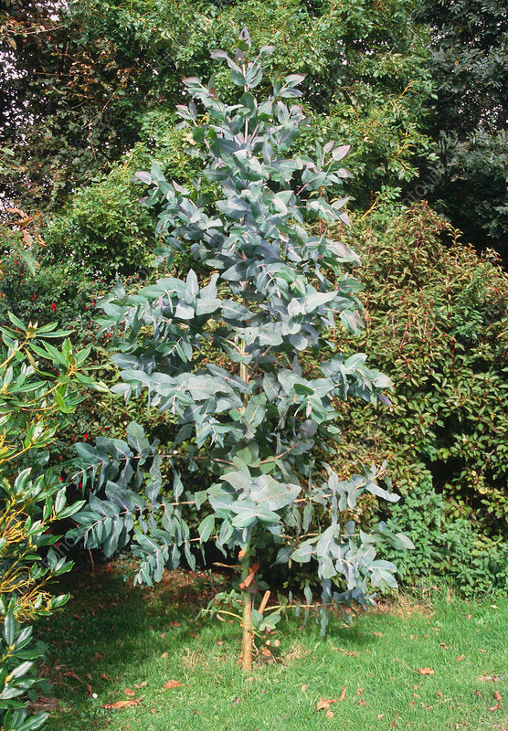 Southern Blue Gum Eucalyptus globulus 20 Seeds