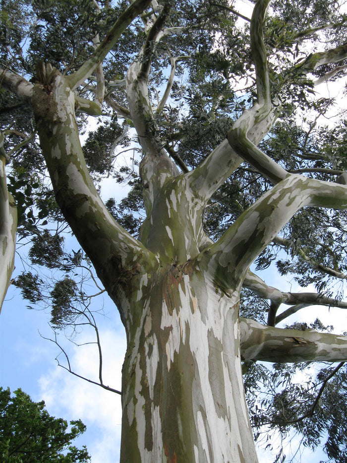 Southern Blue Gum Eucalyptus globulus 20 Seeds