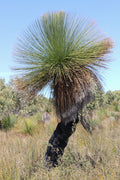 Southern Grass Tree Xanthorrhoea australis 5 Seeds