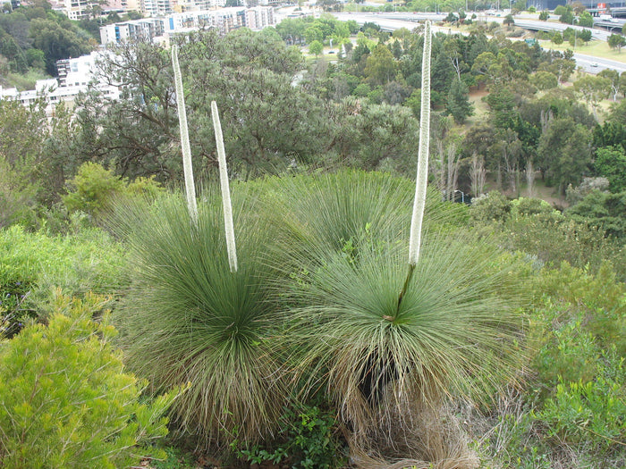 Southern Grass Tree Xanthorrhoea australis 5 Seeds