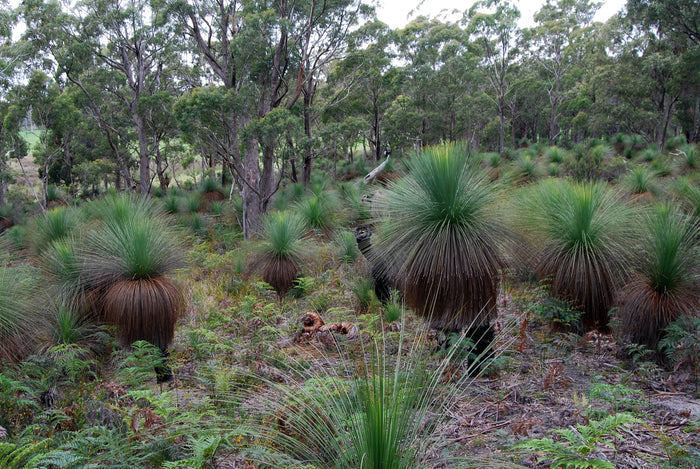 Southern Grass Tree Xanthorrhoea australis 5 Seeds