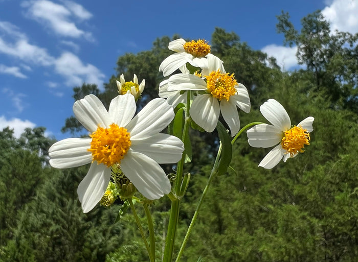 Spanish Needles  100 Seeds  Bidens pilosa