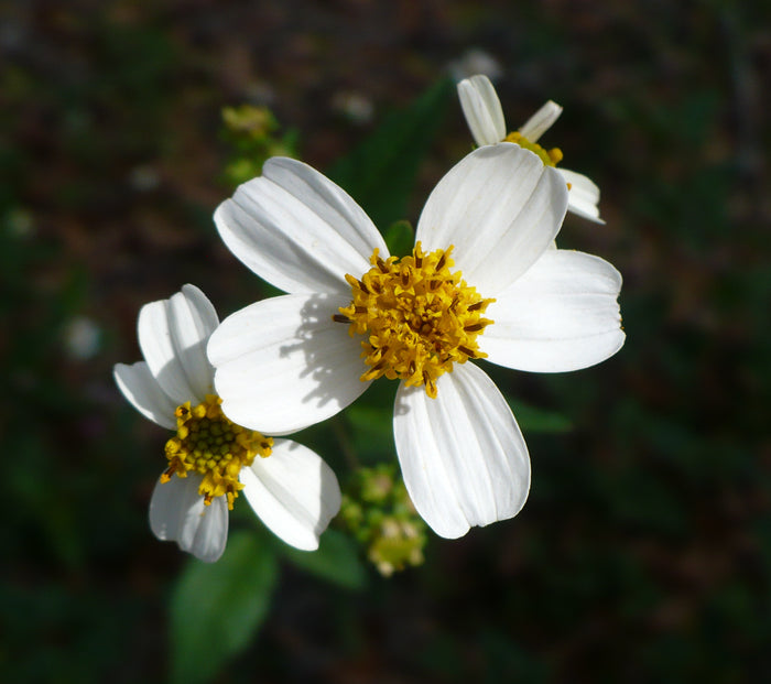 Spanish Needles  100 Seeds  Bidens pilosa