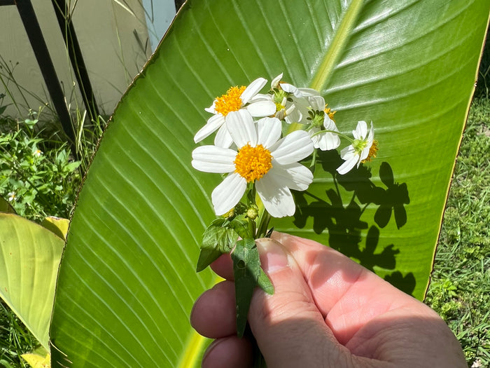 Spanish Needles  100 Seeds  Bidens pilosa