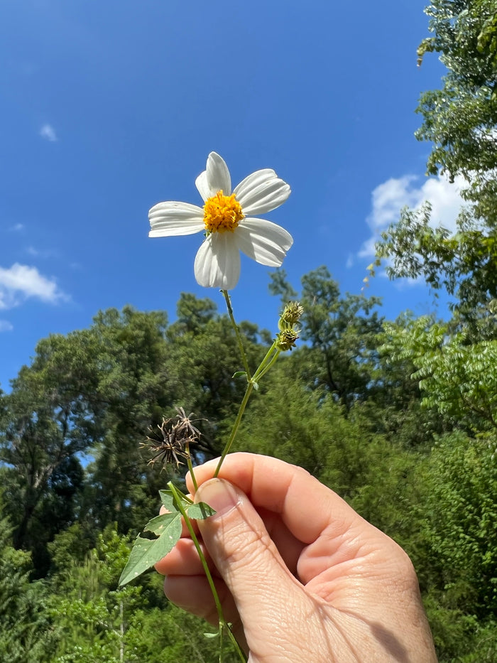 Spanish Needles  100 Seeds  Bidens pilosa