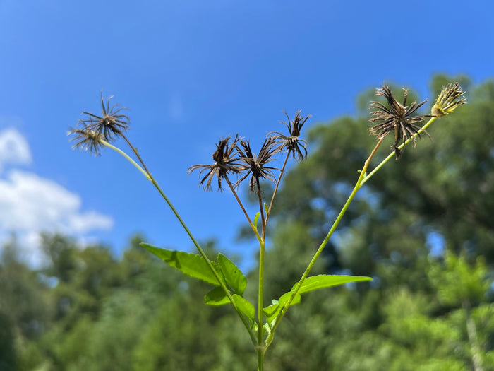 Spanish Needles  100 Seeds  Bidens pilosa