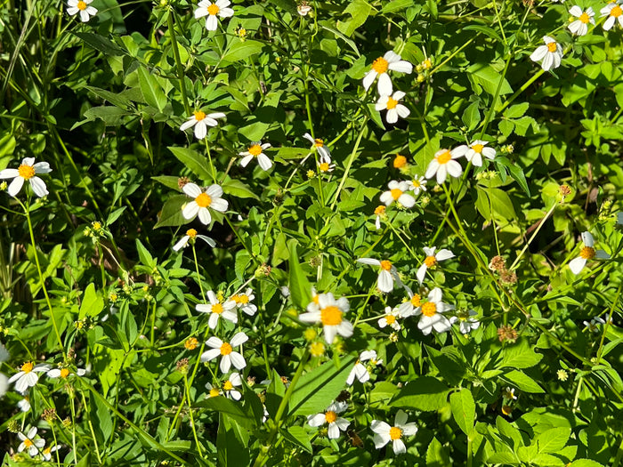 Spanish Needles  100 Seeds  Bidens pilosa