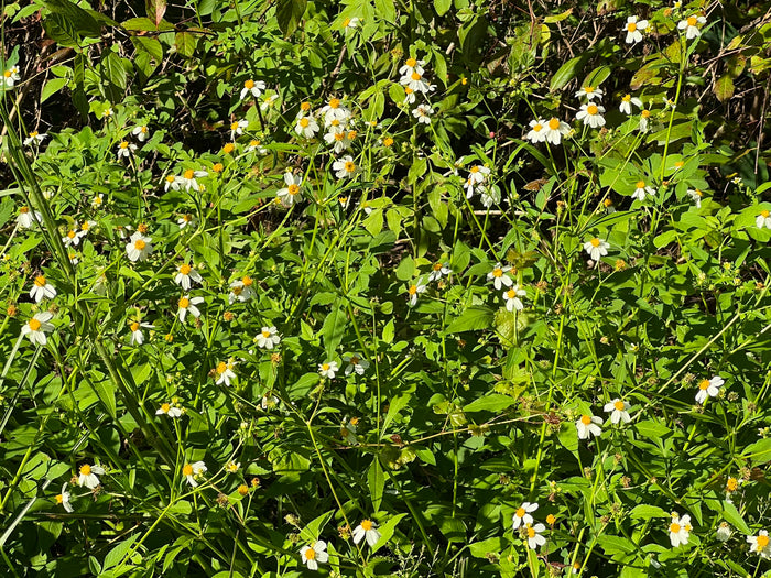 Spanish Needles  100 Seeds  Bidens pilosa
