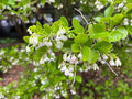 Sparkleberry Vaccinium arboreum 100 Seeds