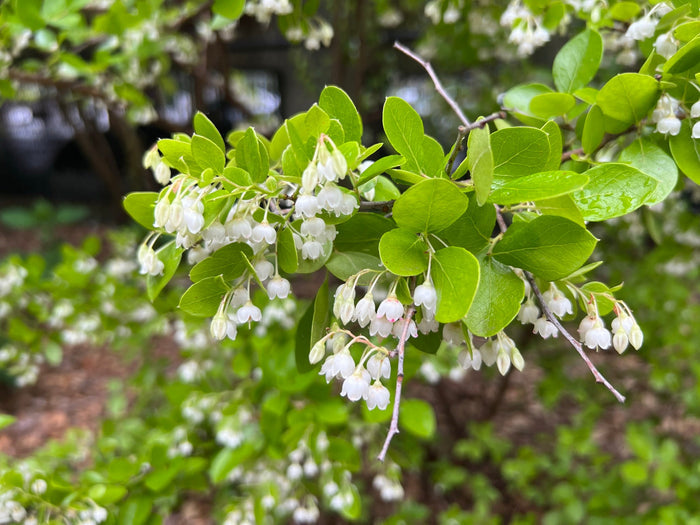 Sparkleberry Vaccinium arboreum 100 Seeds