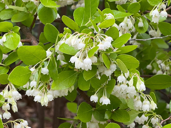 Sparkleberry Vaccinium arboreum 100 Seeds