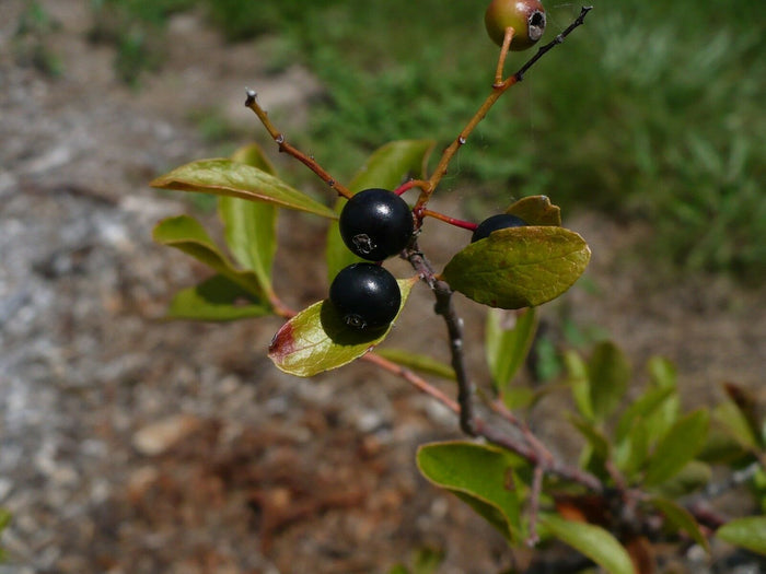 Sparkleberry Vaccinium arboreum 100 Seeds
