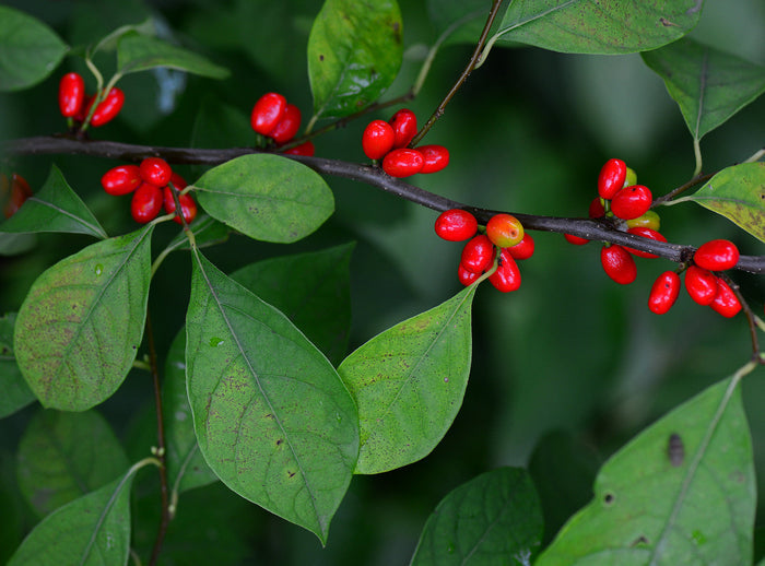 Spicebush Lindera benzoin 10 Seeds