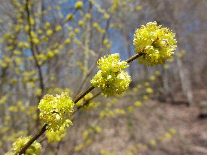 Spicebush Lindera benzoin 10 Seeds