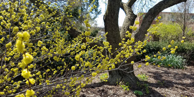 Spicebush Lindera benzoin 10 Seeds