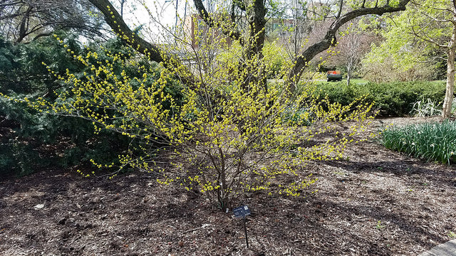 Spicebush Lindera benzoin 10 Seeds