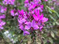 Spider Flower Violet Queen  100 Seeds  Cleome hassleriana