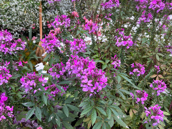 Spider Flower Violet Queen  100 Seeds  Cleome hassleriana