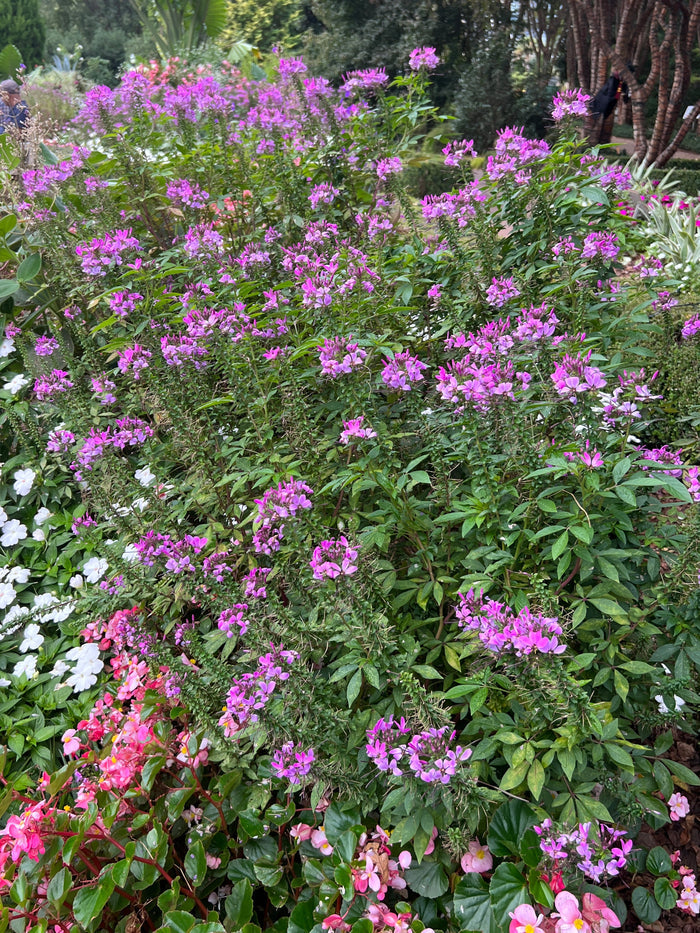 Spider Flower Violet Queen  100 Seeds  Cleome hassleriana