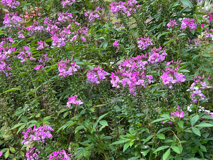 Spider Flower Violet Queen  100 Seeds  Cleome hassleriana