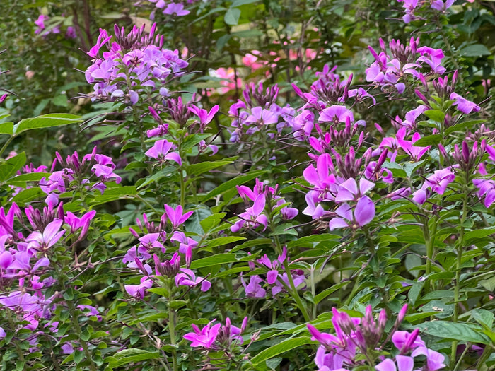 Spider Flower Violet Queen  100 Seeds  Cleome hassleriana