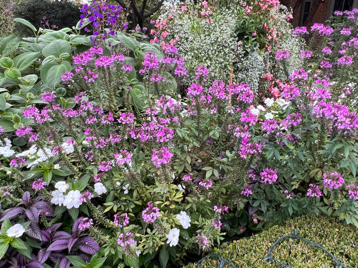 Spider Flower Violet Queen  100 Seeds  Cleome hassleriana